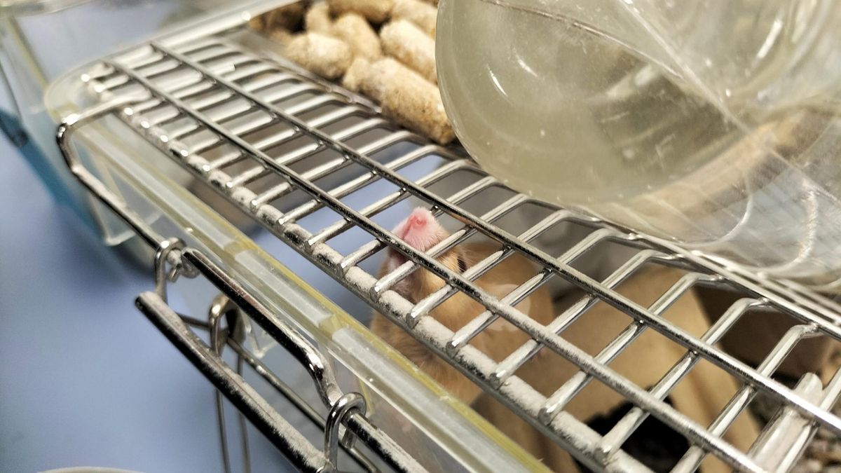 Dentro de la XXV Semana de la Ciencia