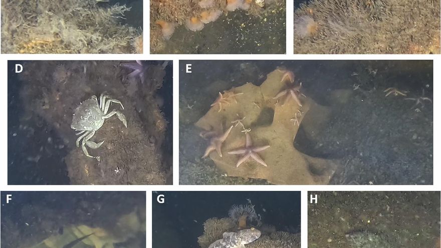 Restos hundidos de las guerras mundiales proporcionan un hogar para la fauna silvestre