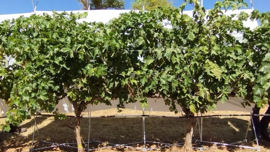 Las organizaciones piden a Planas que reconsidere el “no”  al arranque de viñedo porque aboca al sector al abandono