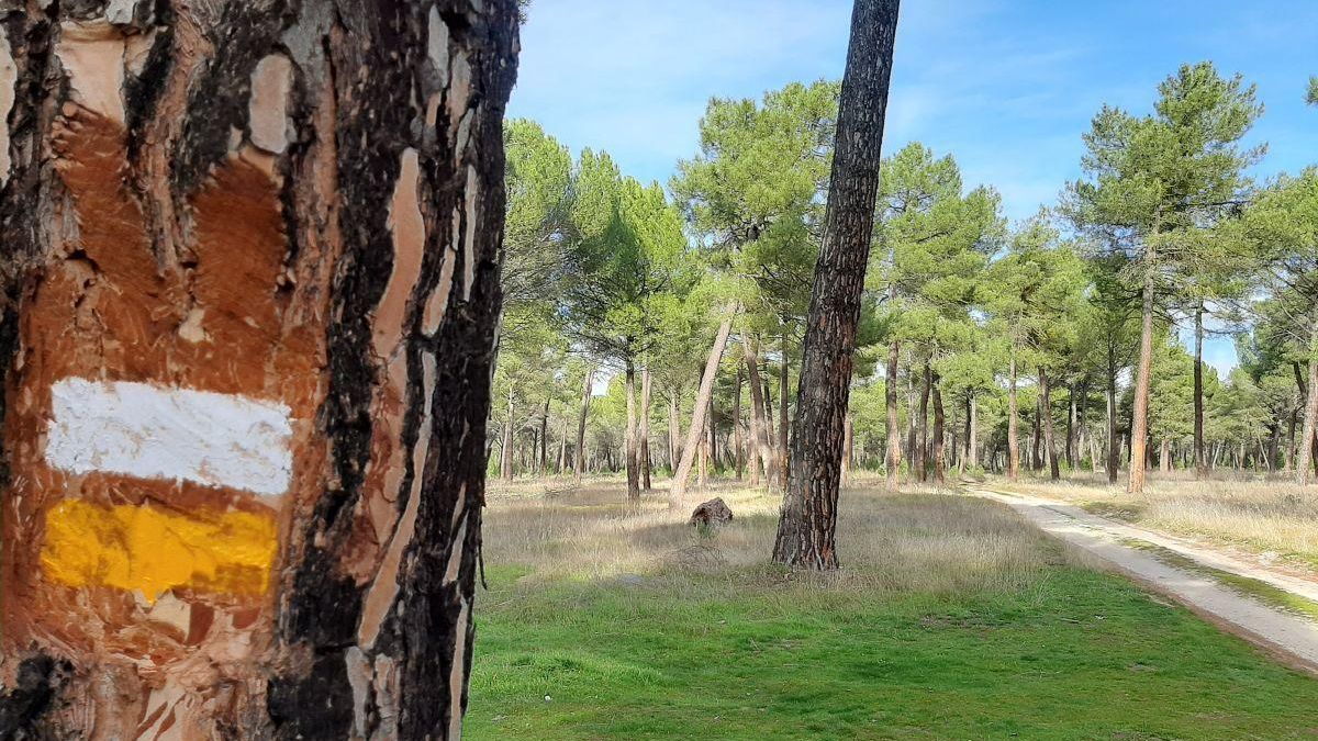 Este inmenso mar verde de pinares abarca parte de dos provincias y sigue proporcionando resina, piñones y nícalos