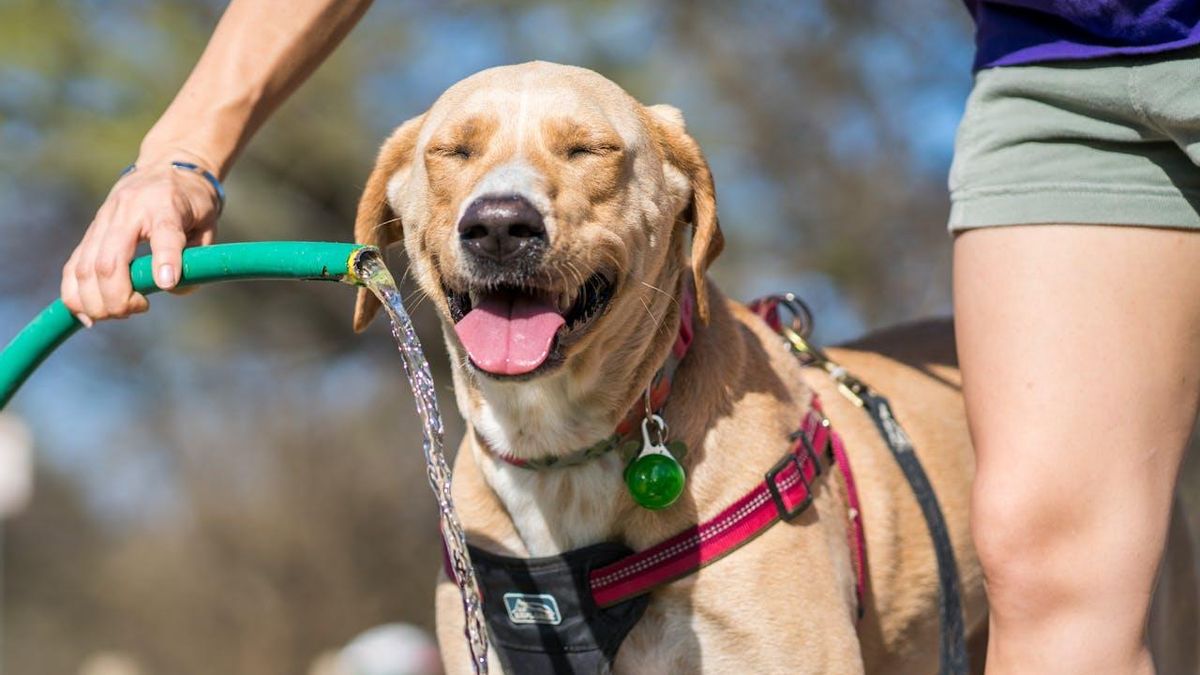 ¿Qué puedes hacer para dejar a tu gato o perro lo más fresquito posible durante las olas de calor?