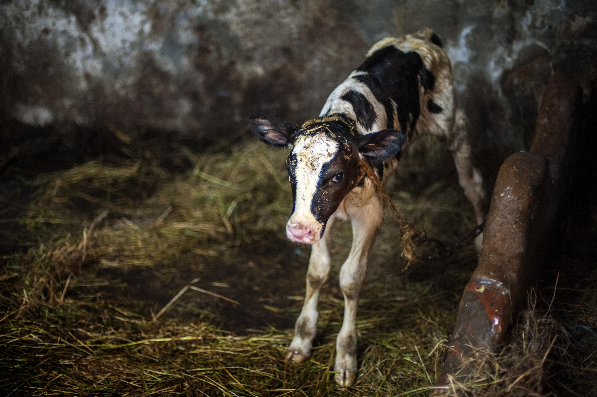 Un ternero recién nacido en una estabulación del interior de Cantabria. | JOAQUÍN GÓMEZ SASTRE