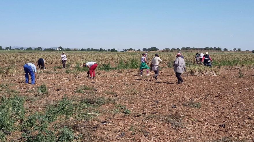 Fallece un trabajador temporero tras sufrir un golpe de calor mientras recogía fruta en Fraga