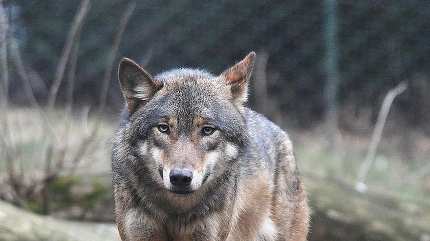 Podemos se queda solo en su petición de que el lobo sea especie no cinegética