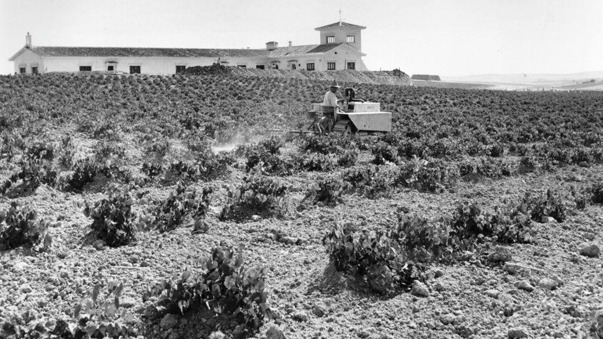Albariza, el suelo blanquecino que ha dado fama internacional a estos vinos.