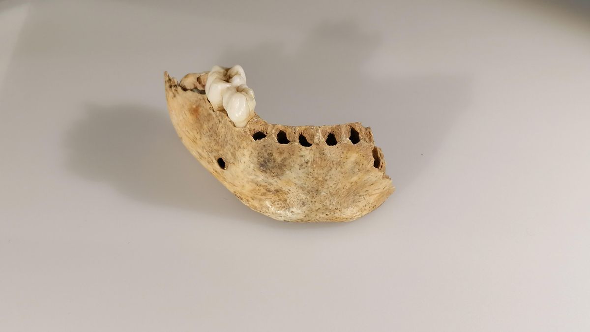 Mandíbula infantil de la cueva de El Castillo.