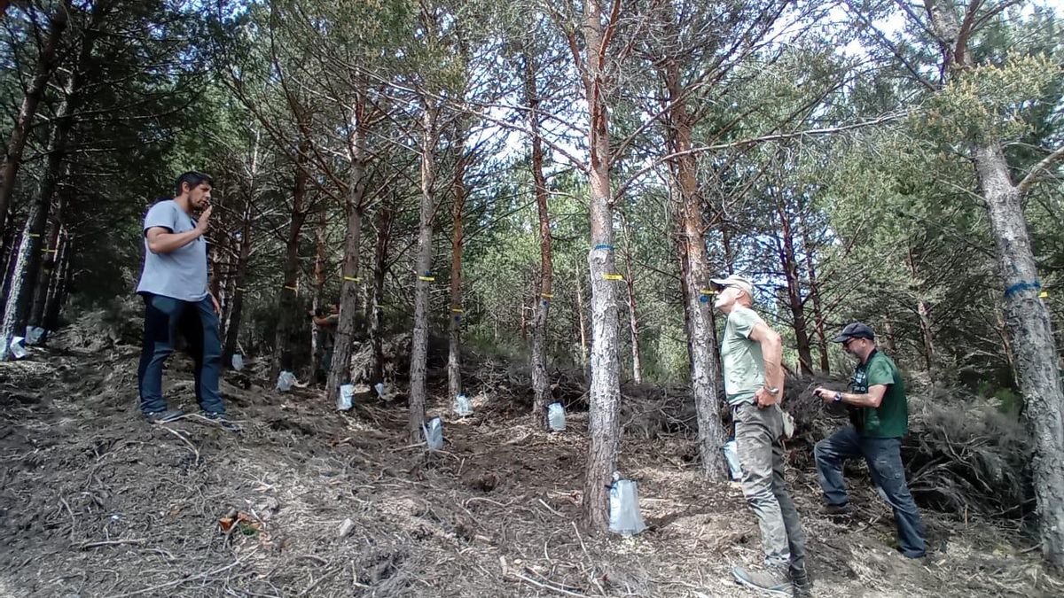 Aprovechamiento de la resina de Valdavido, Cabrera.