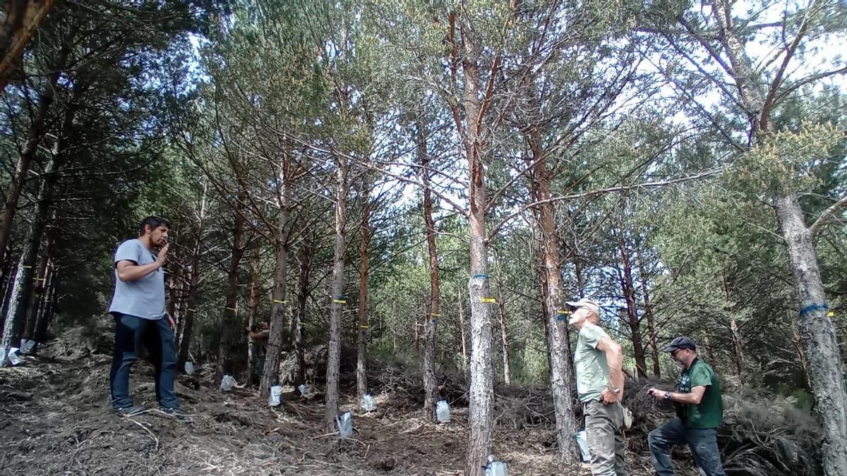 La Diputación de León destina 30.000 euros a ayudas para autónomos del sector de la resina