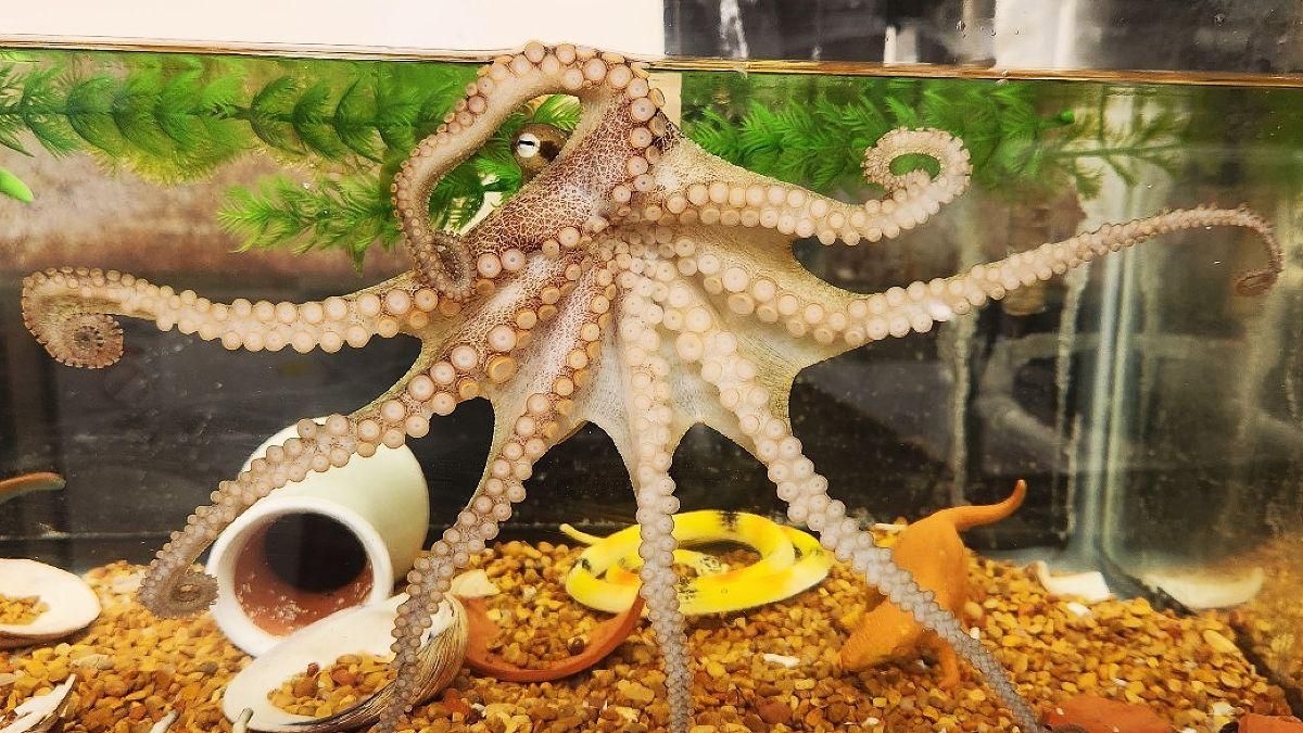 Un pulpo actual en una pecera.