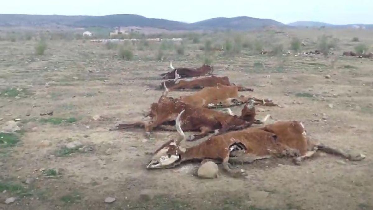 Vacas muertas en una finca de Córdoba.
