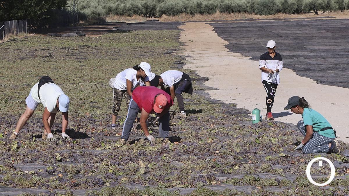Trabajadores colocando la uva en la pasera