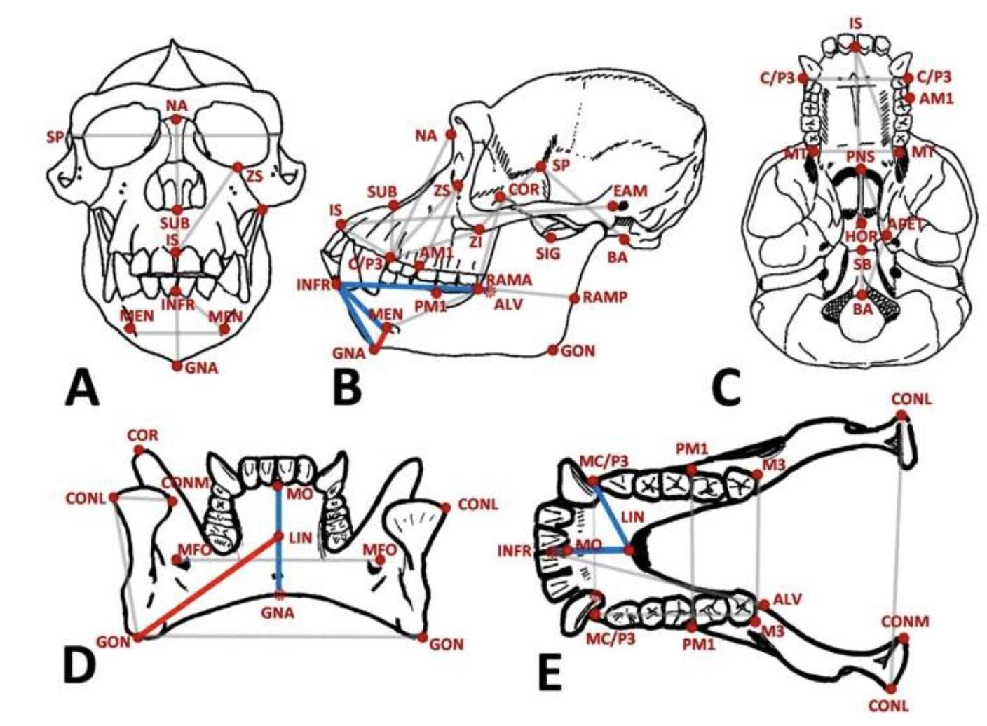 Ese pequeño relieve bajo la boca solo aparece en Homo sapiens