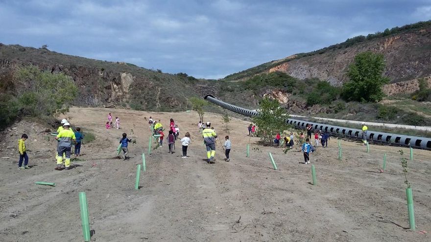 Plantación Cosmos Corullón
