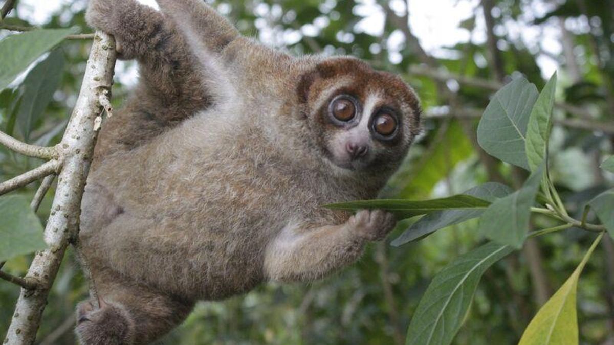 Indonesia: Over 90 slow lorises rescued on Bangka Island