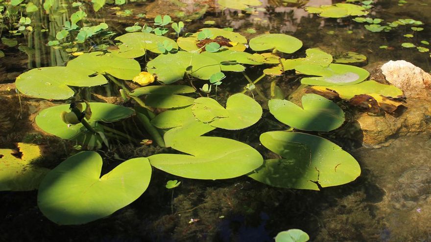 Liberan ejemplares de fauna acuática en el estanque de los Jardines de Orive