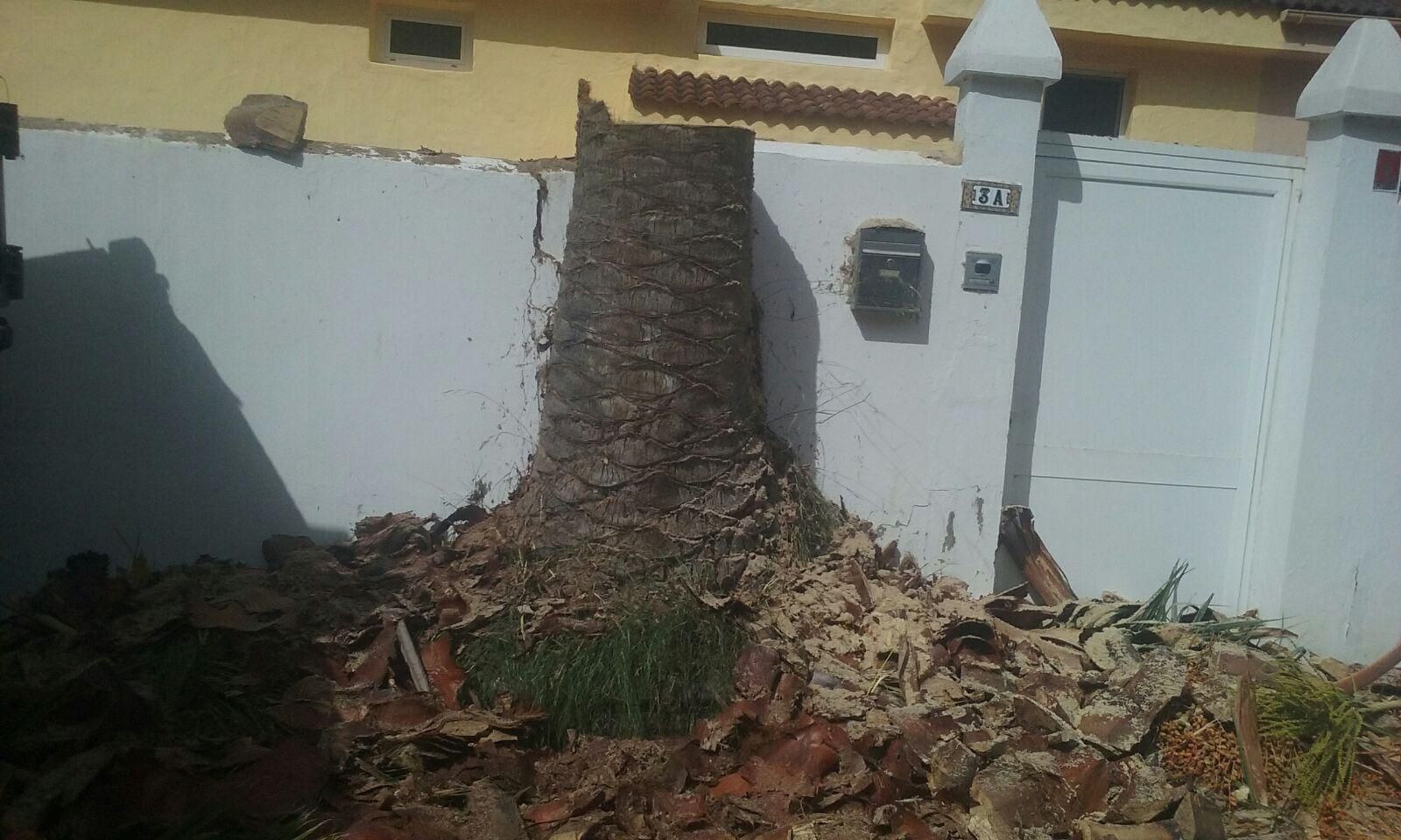 Palmera en la Calle Las Brisas 3A en la Urbanización Cuesta La Grama