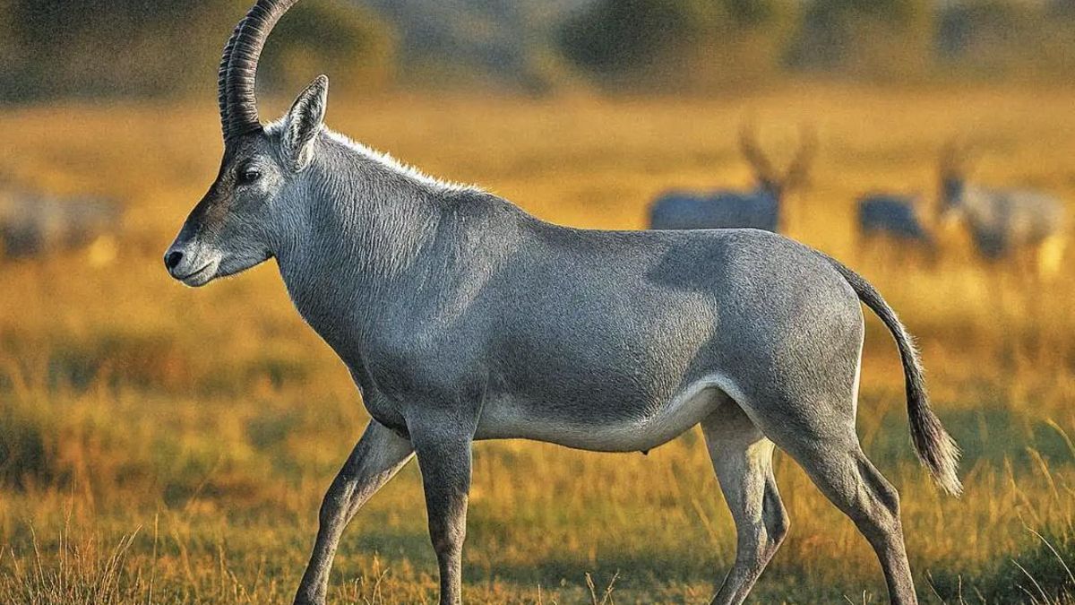 Beth Shapiro destaca el valor del proyecto para la conservación