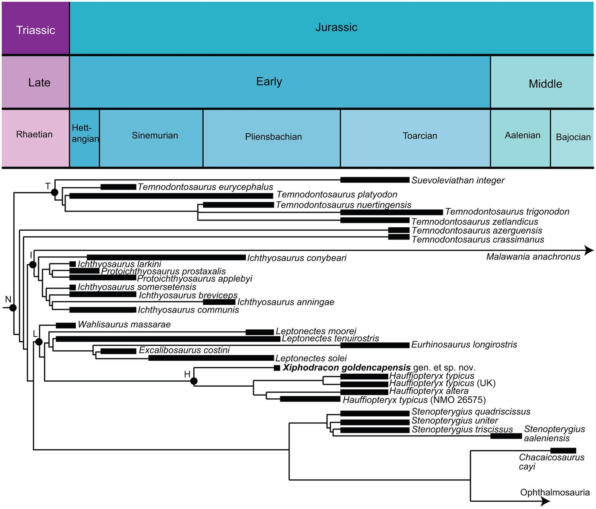 Posición filogenética de 'Xiphodracon goldencapensis' bajo optimización por parsimonia. Consenso estricto de 164 árboles de mayor parsimonia con una longitud de 62,31733, recuperados bajo parsimonia de pesos implícitos extendidos (k = 12) y graficados en función del tiempo
