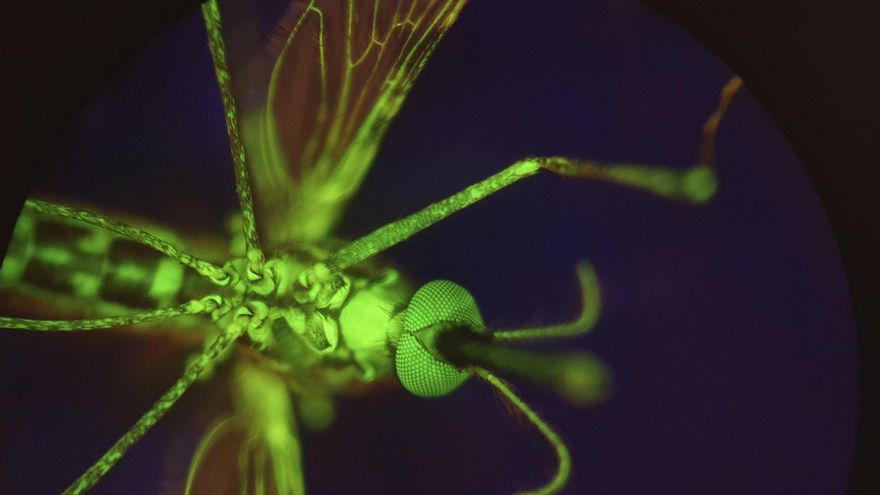 Un nuevo compuesto prometedor contra la malaria: convierte tu sangre en veneno para los mosquitos