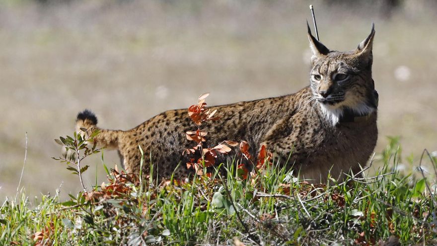 La genética, clave en la recuperación del lince ibérico