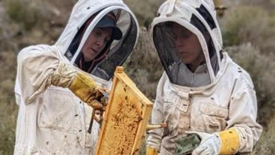 Venta de abejas por selección genética desde un pueblo aragonés de 23 habitantes