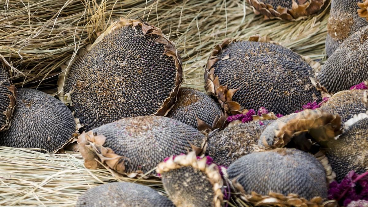 Flora 2025 - 'Tramas pasadas, calma futura' (Patio de los Naranjos)