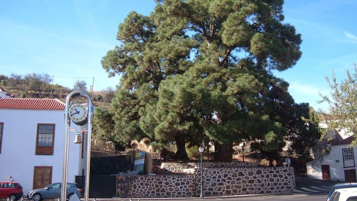 El Cabildo adjudica los trabajos para crear el Espacio Sociocultural Pino de la Virgen de Puntagorda  por 2,5 millones