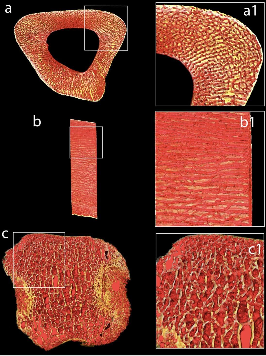 Microtomografía computarizada de sincrotrón de RSKM P2416.82, metatarsiano III izquierdo de T. rex , que muestra la arquitectura interna.