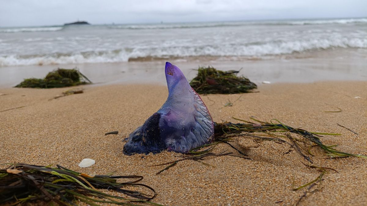 Carabelas portuguesas, algas tóxicas y otros nuevos habitantes del mar Cantábrico