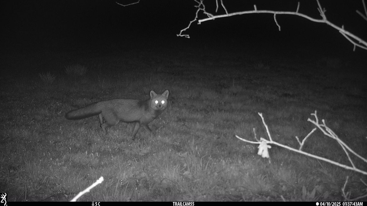 Imagen nocturna de un zorro captada en una reserva que, por su alto valor ecológico, se ha convertido también en un excelente refugio para otras especies