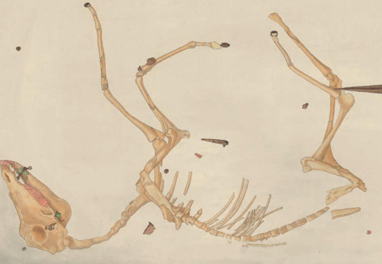 Los modelos destinados a animales rodeaban el casco con una base ancha y un pincho central