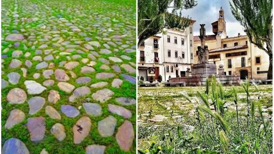 A la izquierda, habitual verdín antes del proyecto de construcción de la nueva plaza y a la derecha, imagen de varias plantas y hierbas esta primavera de 2020.