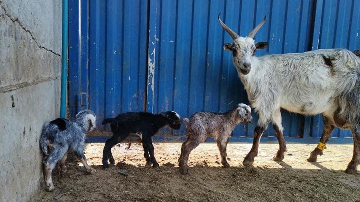 La presencia de cabras marca la vida tradicional del archipiélago