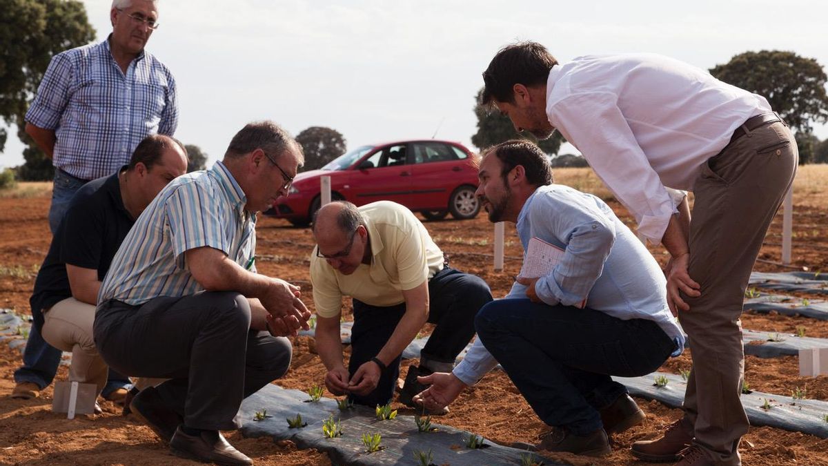 Expertos en el campo experimental de guayule de Santa Cruz de la Zarza