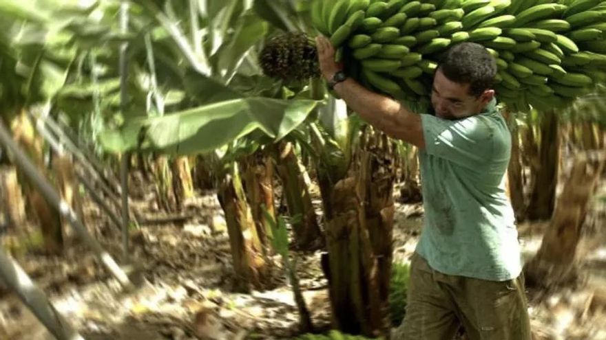 El mercado del plátano de Canarias sigue roto y ya solo sobrevive (de ruina o con pérdidas) la calidad extra