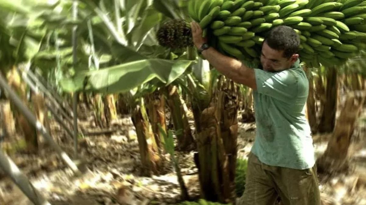 El mercado del plátano de Canarias sigue roto y ya solo sobrevive (de ruina o con pérdidas) la calidad extra