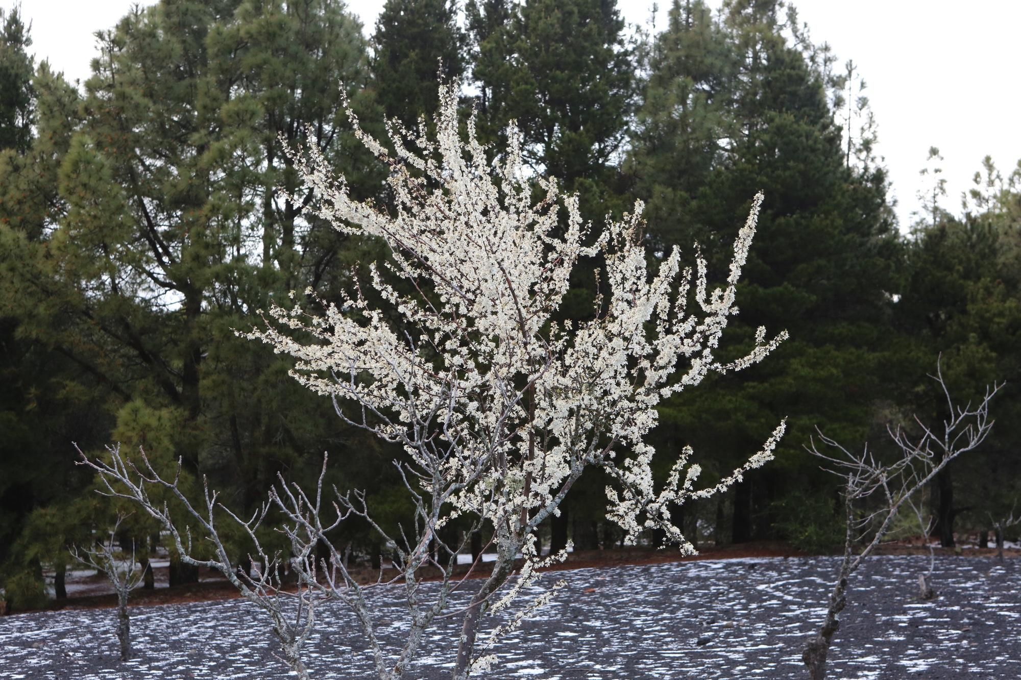 Nieve en El Garañón