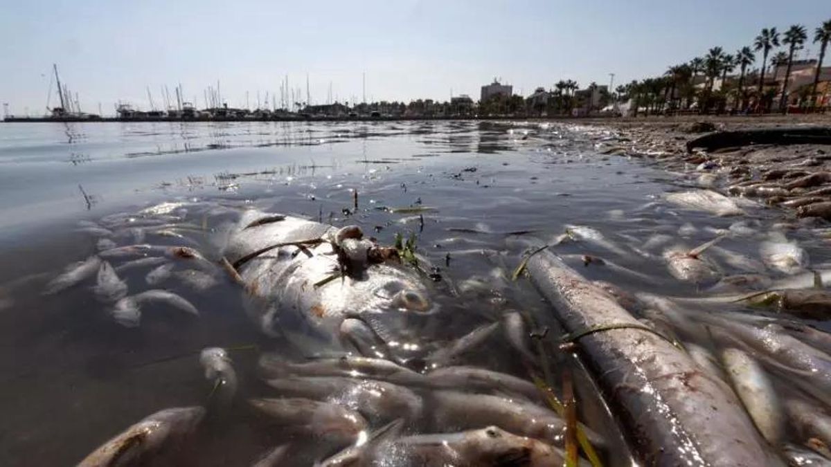 La crisis del Mar Menor dejó miles de peces muertos por asfixia EFE