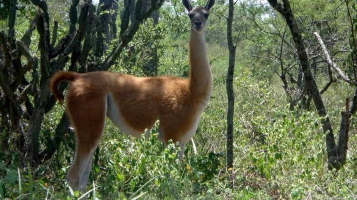 El guanaco (Lama guanicoe) es presa de depredadores como el puma y el jaguar o yaguareté. Foto: cortesía Alcides Ramos/Libro Amo del monte