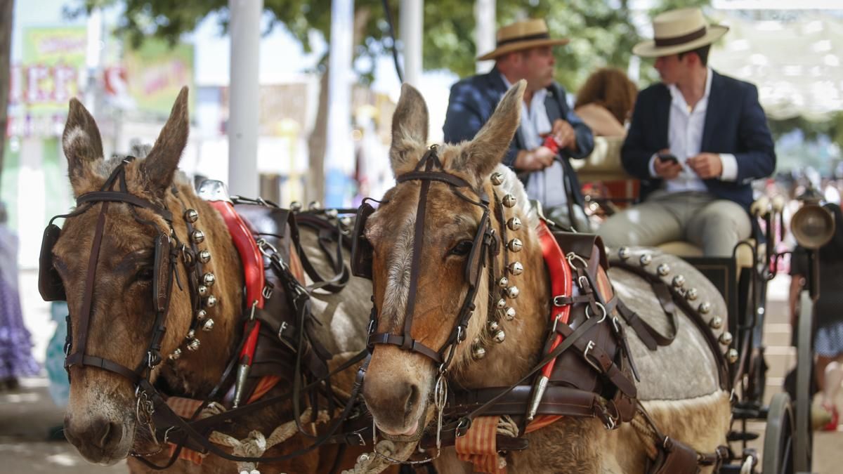 XI Exhibición de carruajes de tradición y llegada del estandarte de la Virgen de la Salud