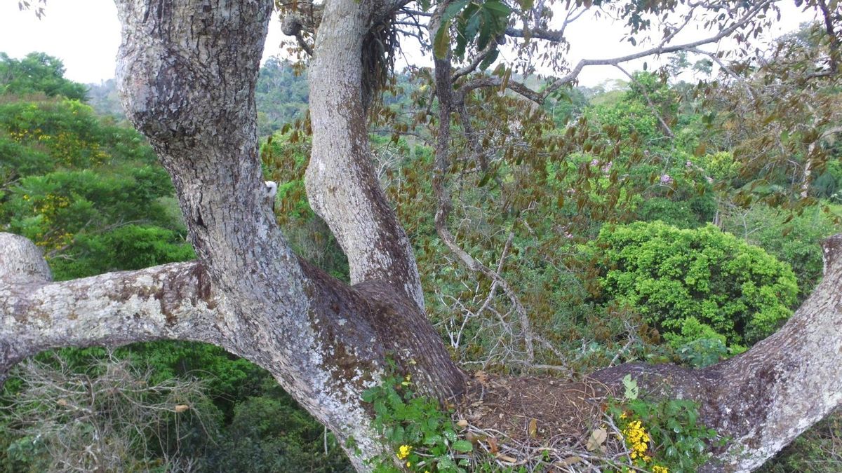 Un águila harpía se asoma detrás de un árbol. Foto: cortesía Tiago Junqueira