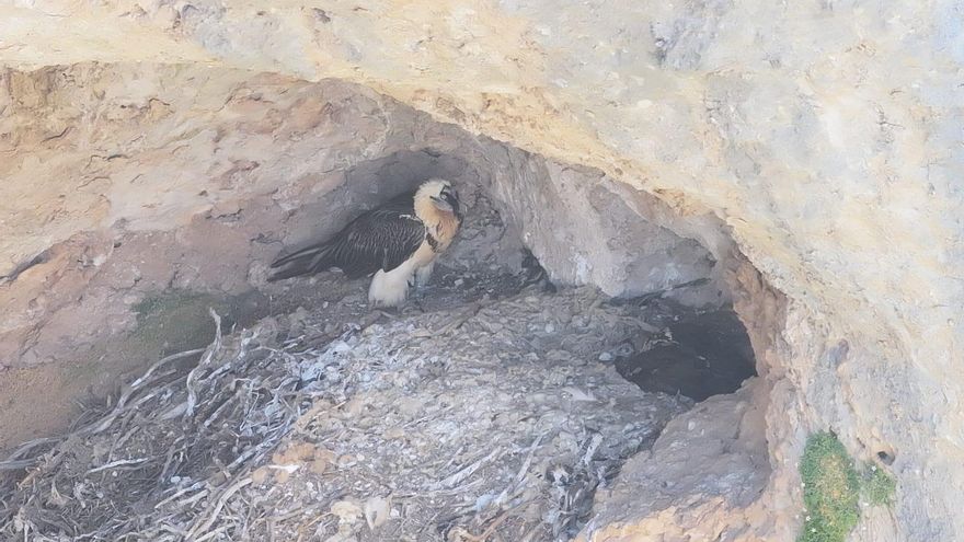 Cardaor, el primer quebrantahuesos nacido en 50 años en la provincia de Albacete