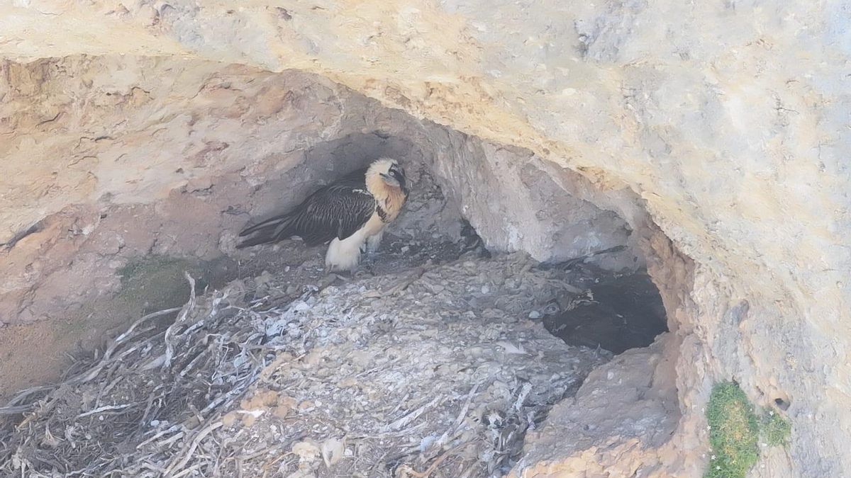 Cardaor, el primer quebrantahuesos nacido en 50 años en la provincia de Albacete