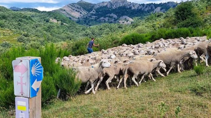 Recuperando la trashumancia, una tradición que gestiona territorios y previene los incendios forestales
