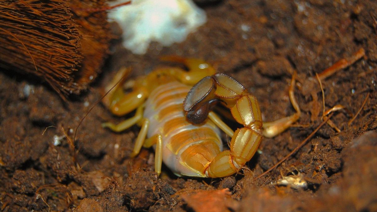 El zinc apareció en las zonas sometidas a más golpes