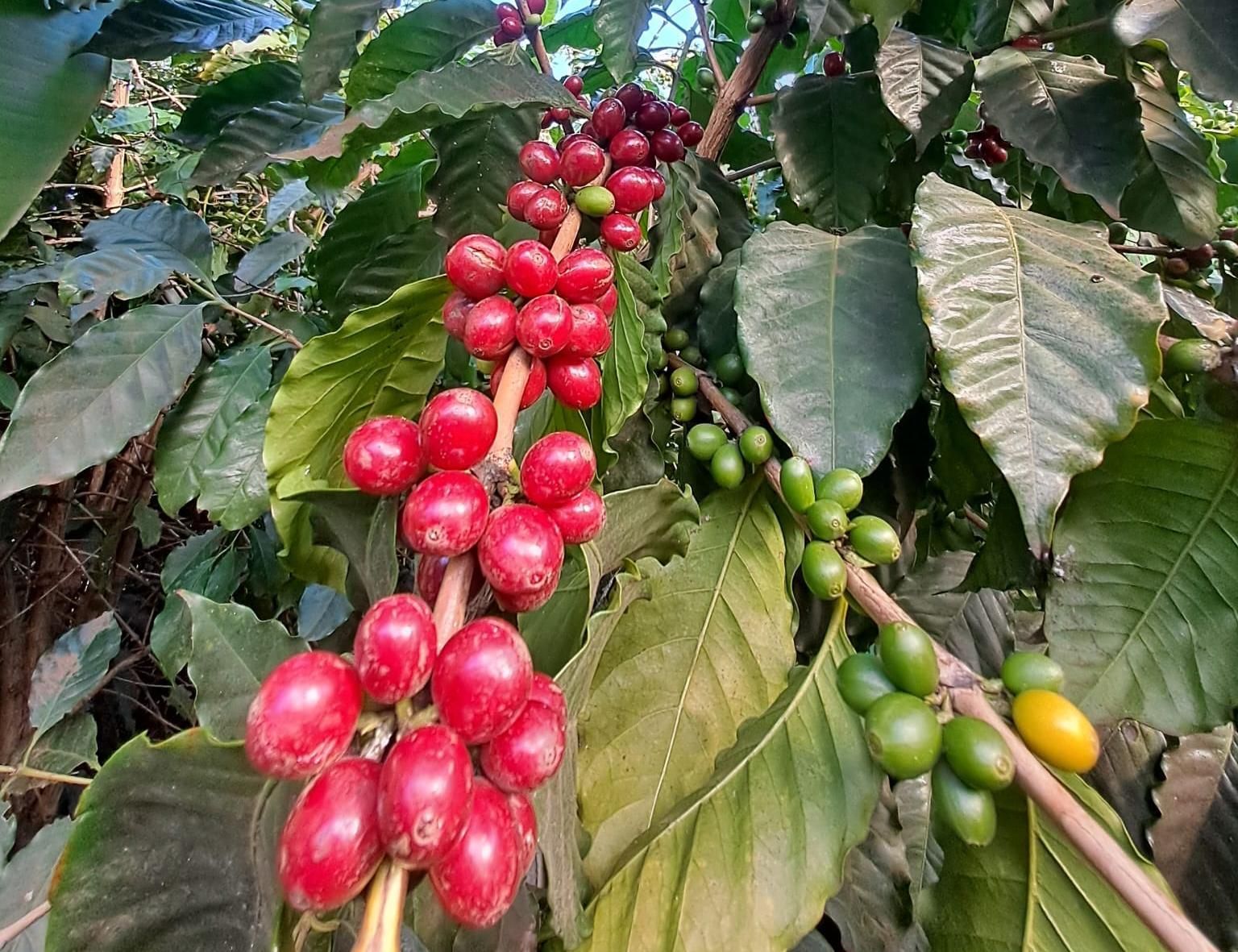 Café en La Palma. Camino del Brezal, Breña Alta.