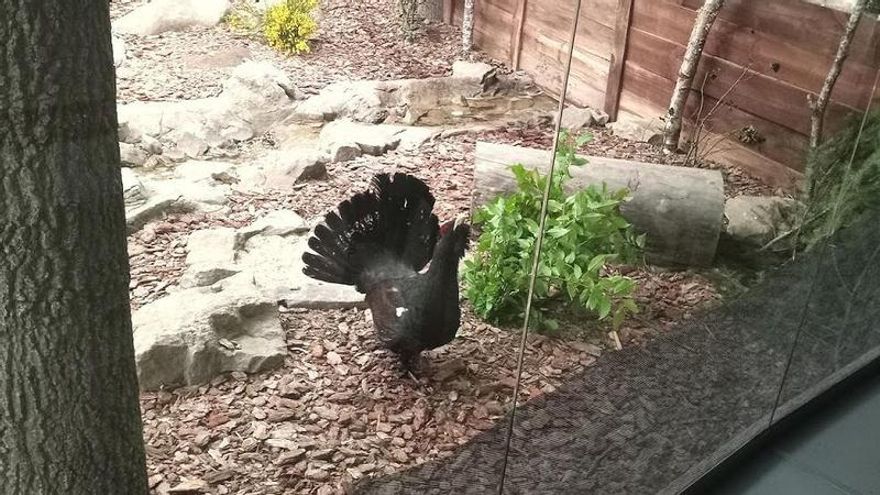 El urogallo cantábrico sobrevive a su situación crítica con 209 ejemplares repartidos entre León y Asturias