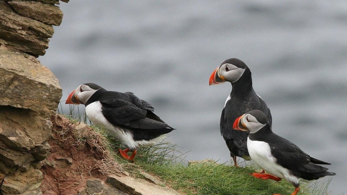 Recogidos 872 frailecillos arrastrados por el temporal a la costa de Gipuzkoa, de los que solo han sobrevivido 39