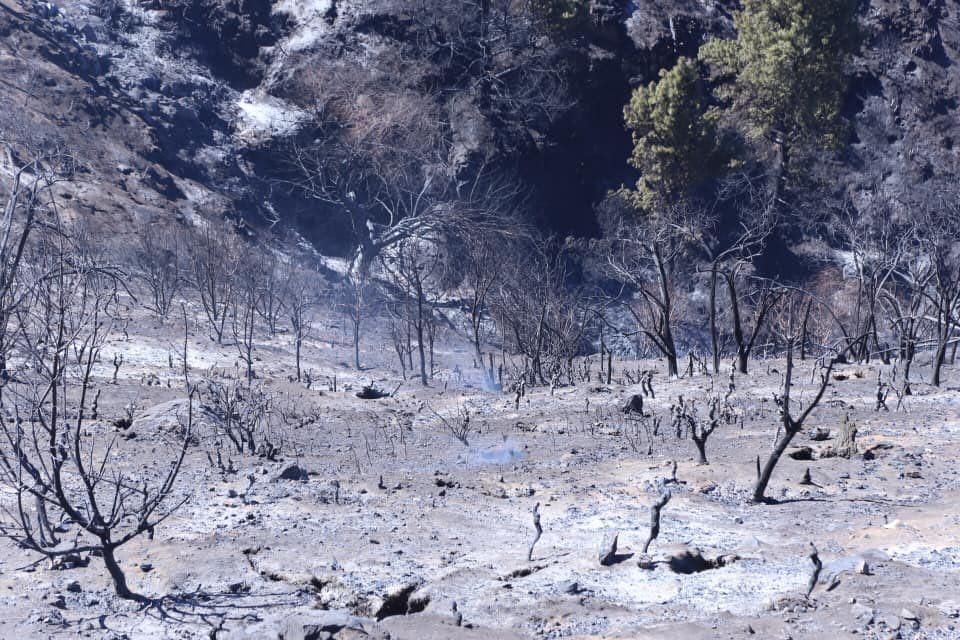 Consecuencias del fuego en la cumbre de Gran Canaria.