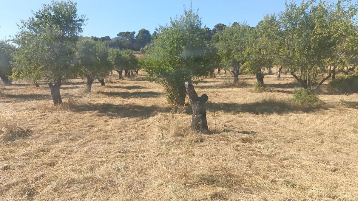 Explotación de almendros de Víctor Corbacho, Las Pedrosas